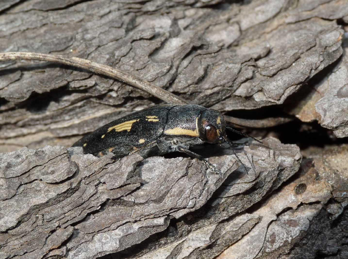 Buprestis novemmaculata in deposizione